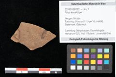 Foto (Objekt + Etikett) von Pinus leuce Unger (NHMW-GEO-2024-0188-0301)